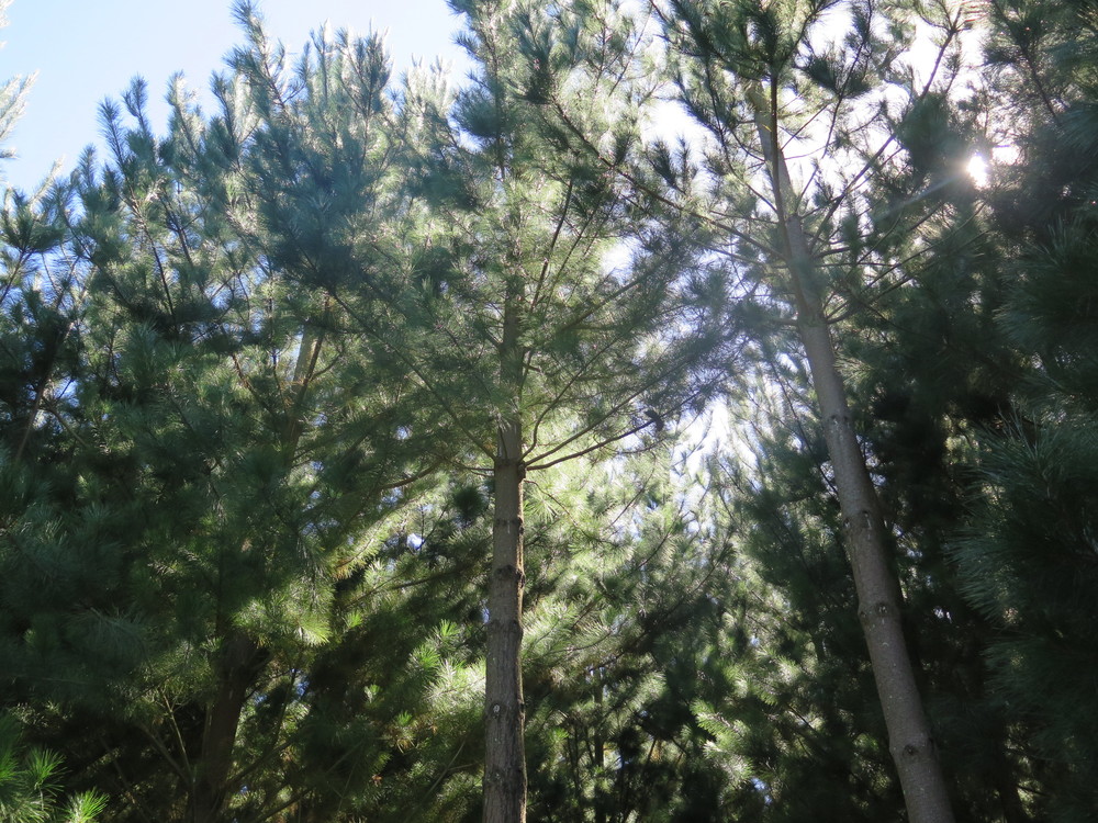 Afforestation Partners