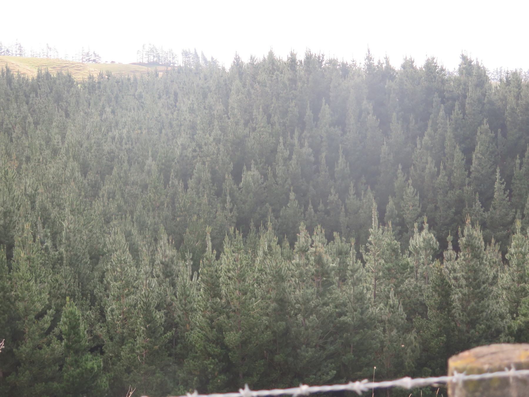 Afforestation Partners-2f78