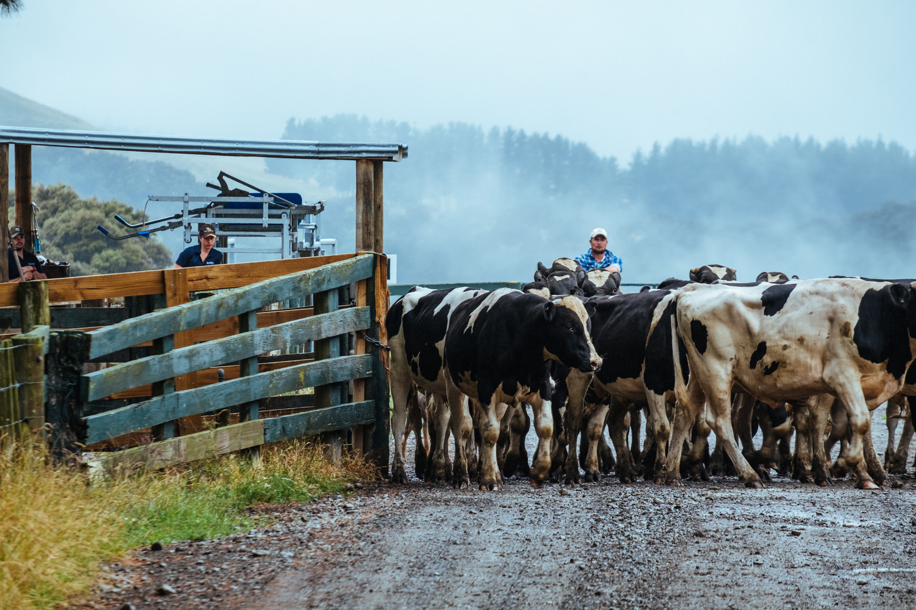Mangatutu Station-3762