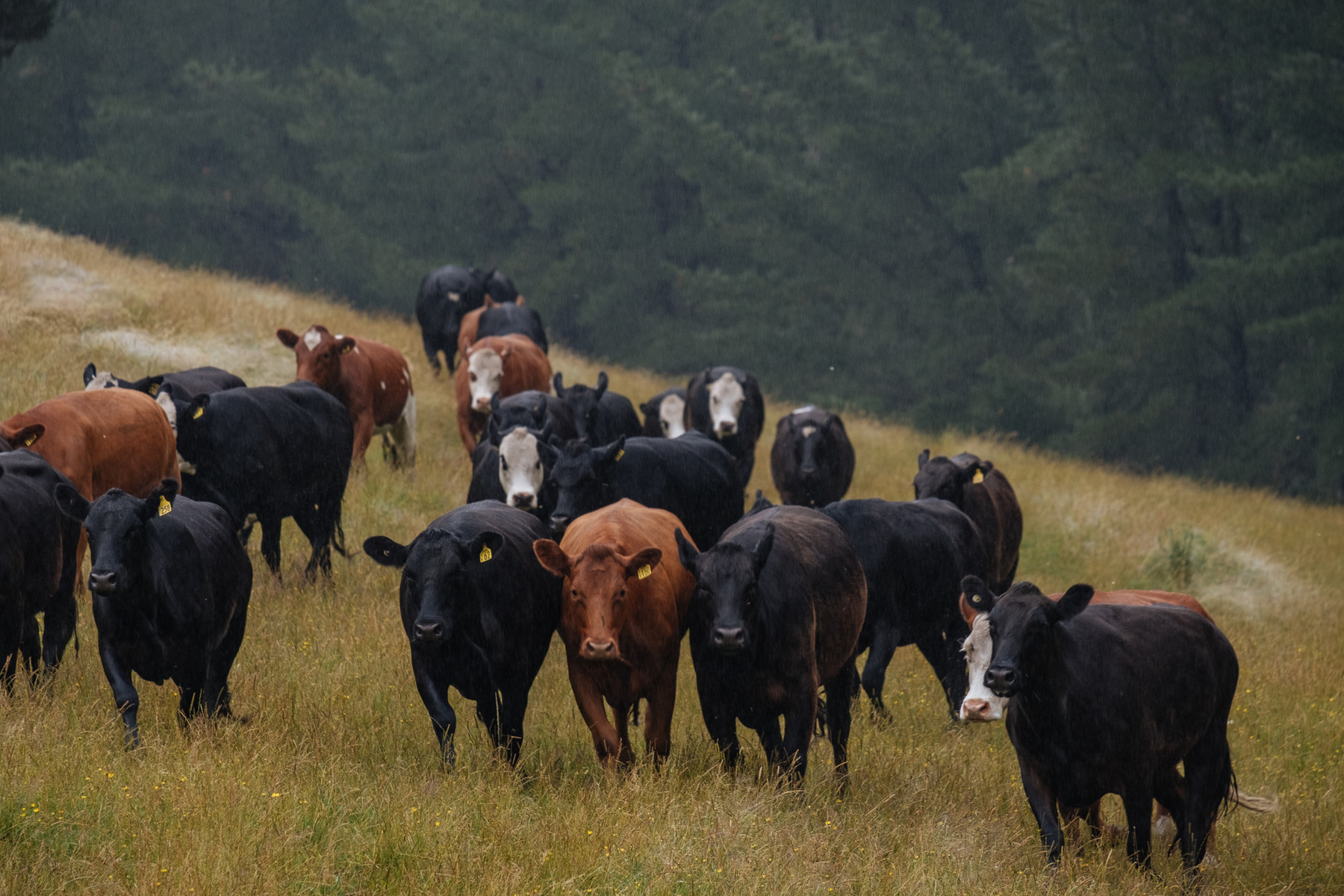 Mangatutu Station, 2441ha, Hawkes Bay