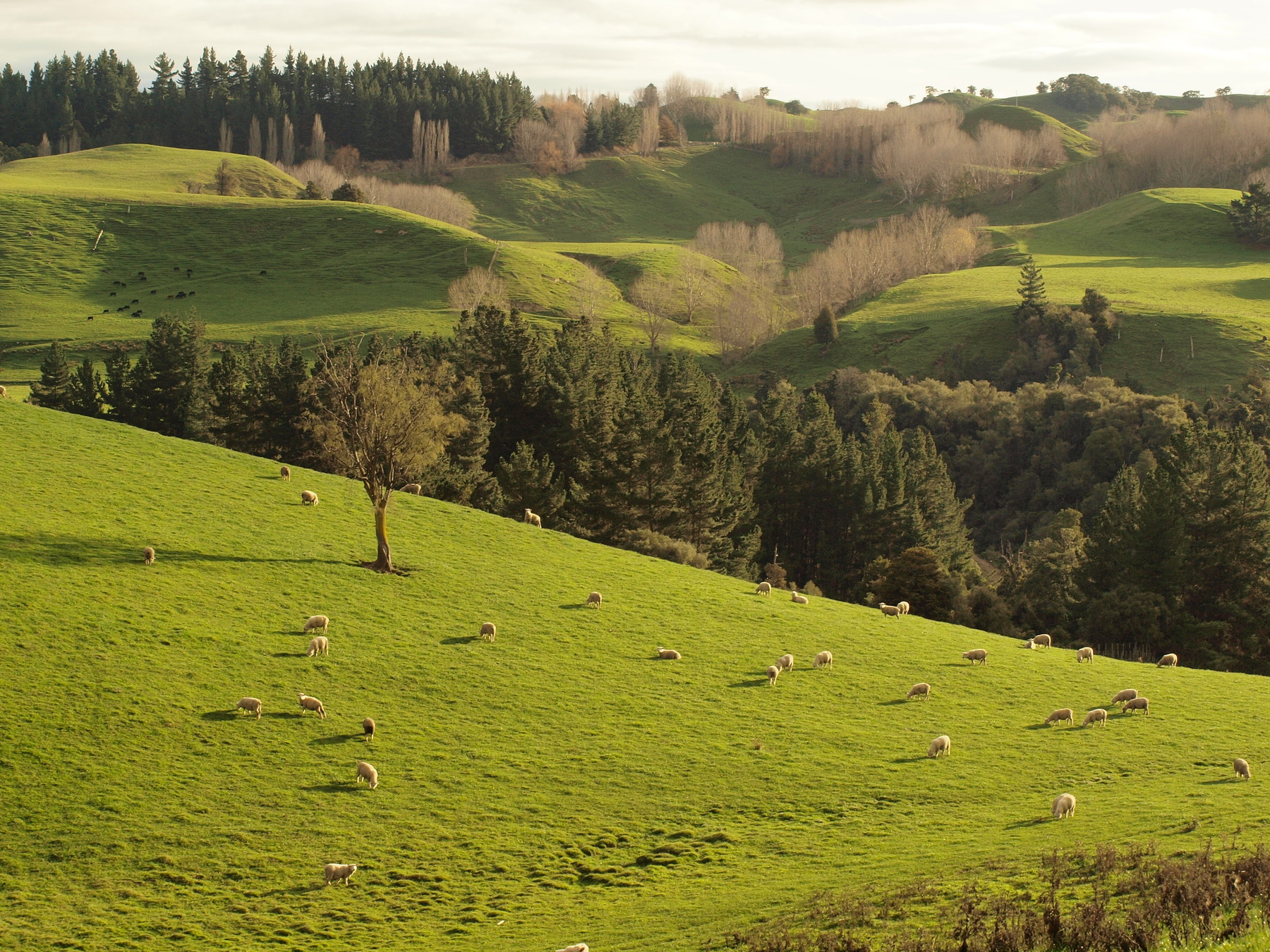 Kaingaroa Station