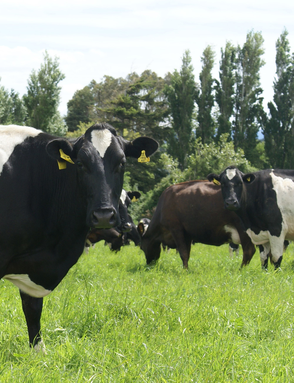 cows-in-paddock2.jpg