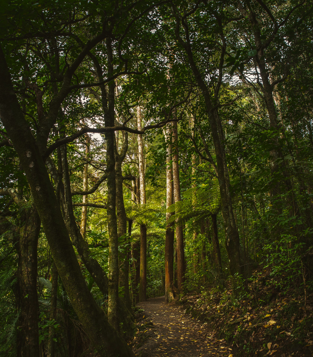 Path through New Zealand bush