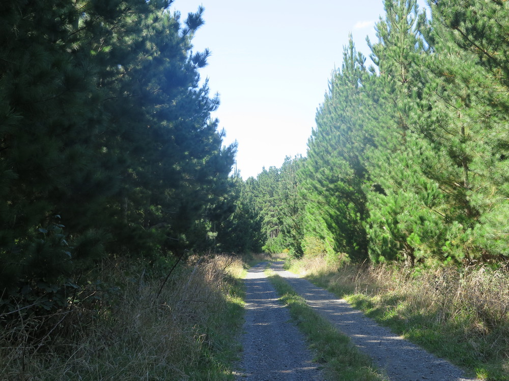 trees with road.JPG