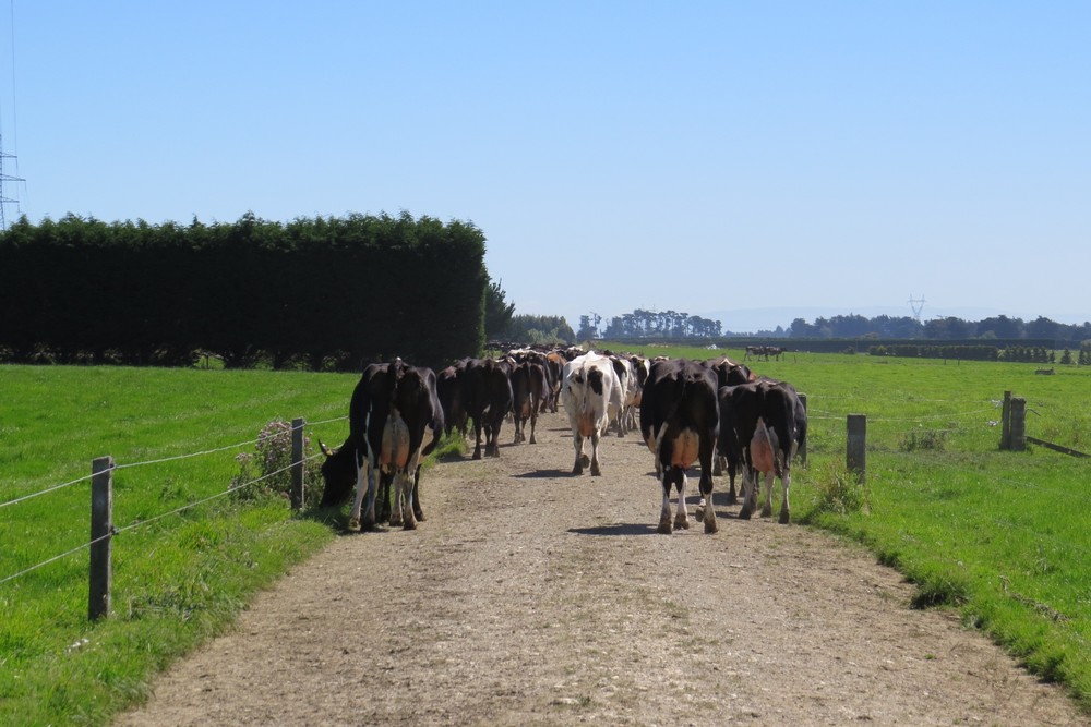 cows in race moving away.jpg