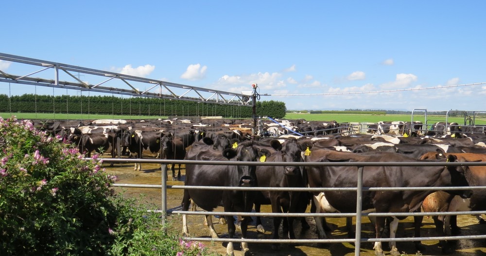 cows in yard cropped.jpg