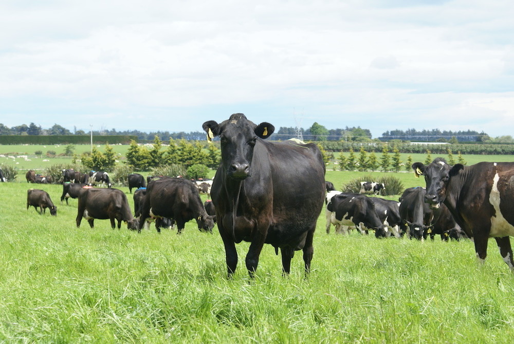 single cow in paddock.jpg