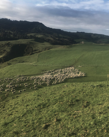 KAWA Sheep on Move Sept 2019 1.jpg