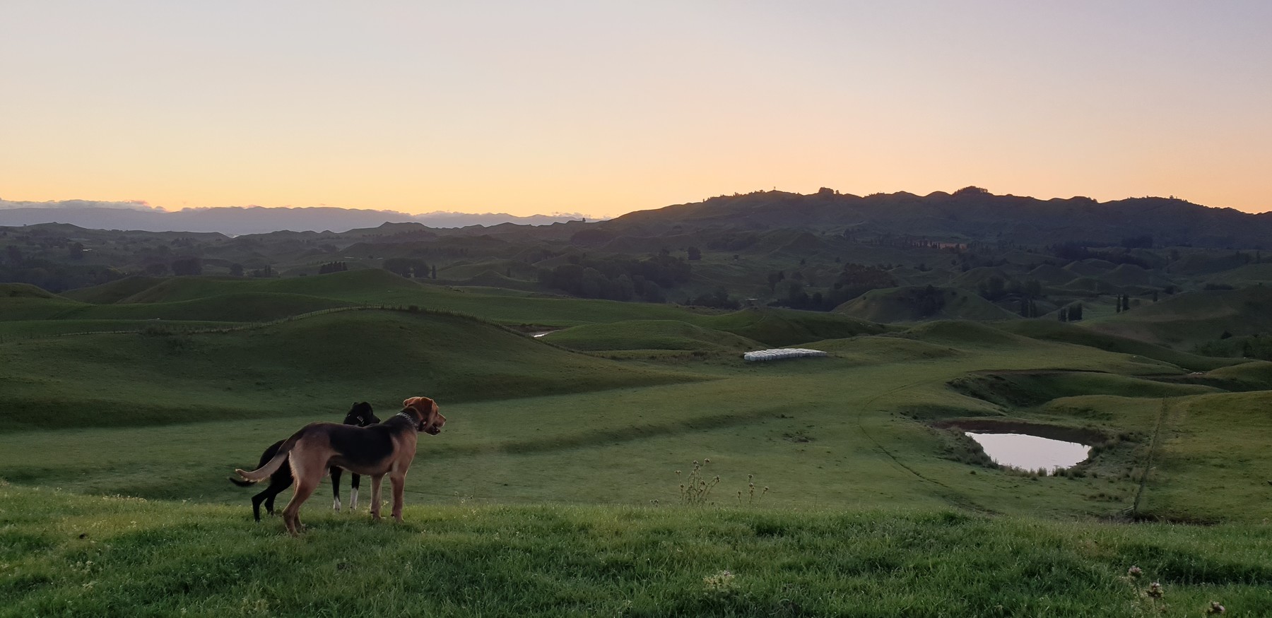 Mataroa Farm